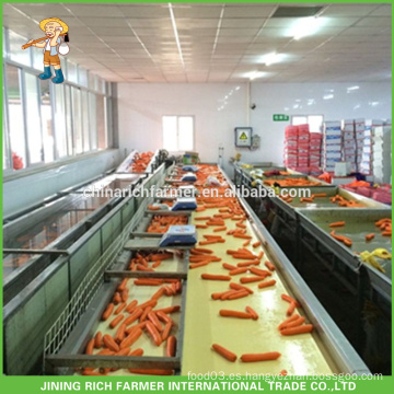 2016 Crop Chinese Fresh Carrot limpiado y lavado